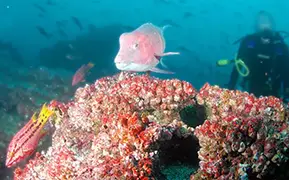 达尔文