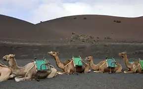 兰萨罗特岛