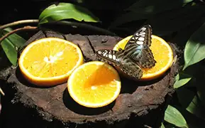 奥拉涅斯塔德
