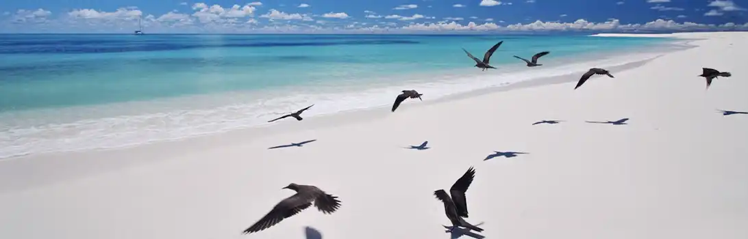 Bird Island