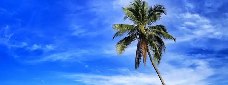 比通