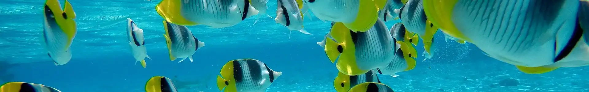 波拉波拉