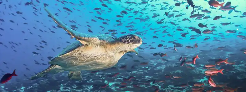 鸽子岛