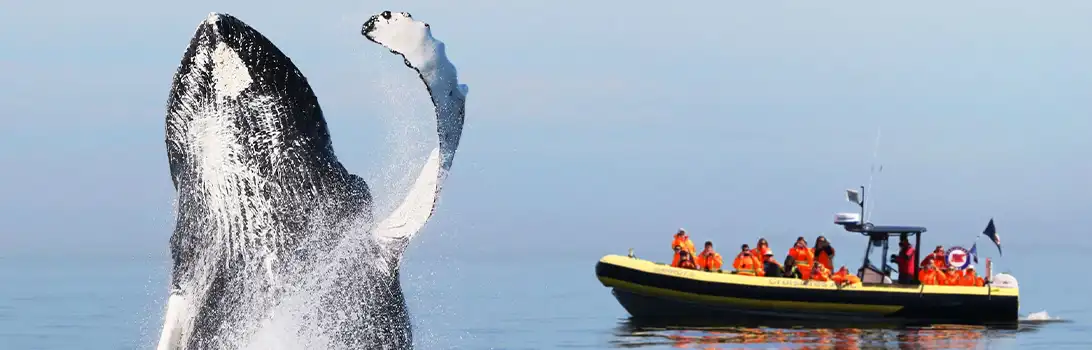 泰道沙克