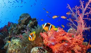 邮轮船只图片 红海