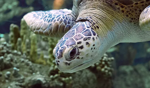 黑背龟湾 