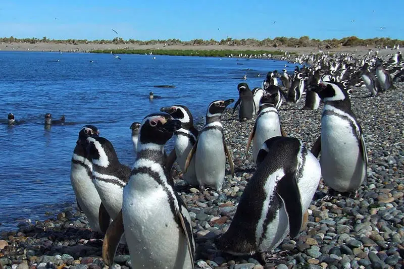 puerto-madryn